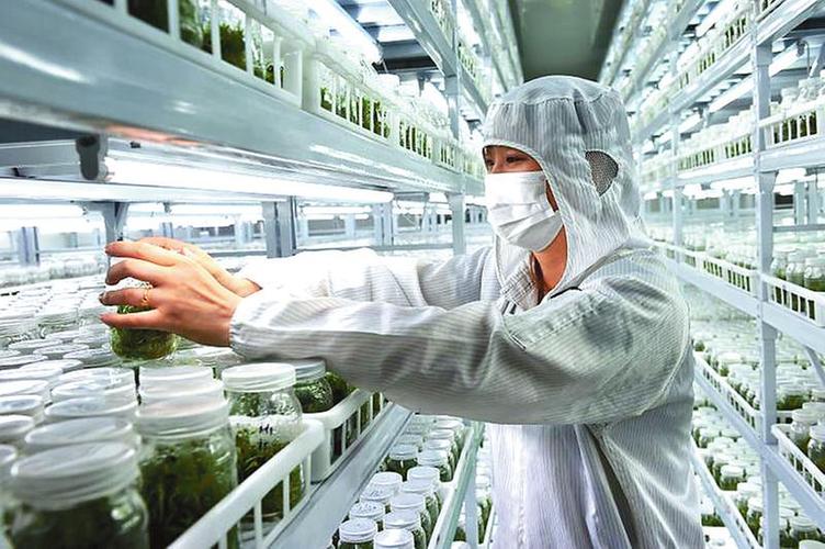 丰收大地种业公司科研人员正在组培工厂内进行蔬菜种苗试验分析.